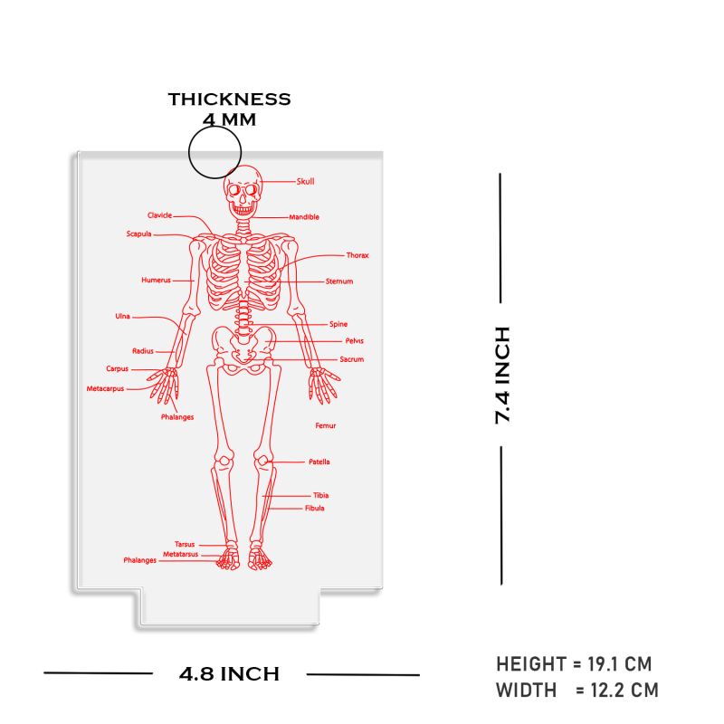 Skeleton of Human Body with Names 7 Color Changing Light with Remote Control